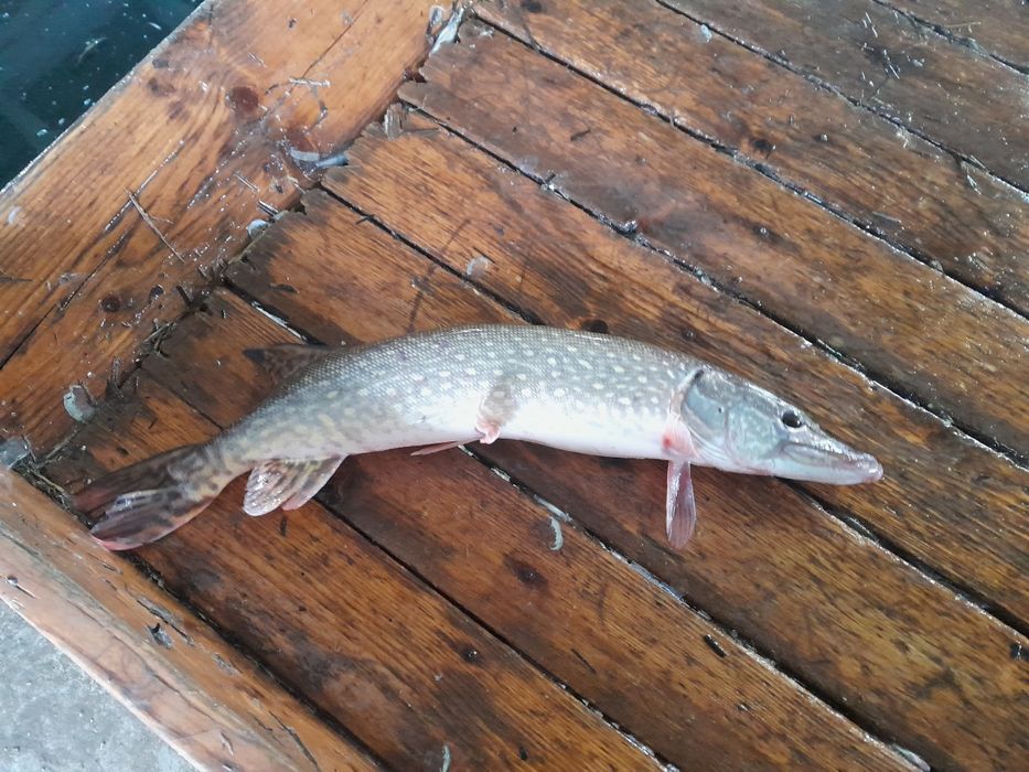 Sprzedaż ryb z własnej hodowli