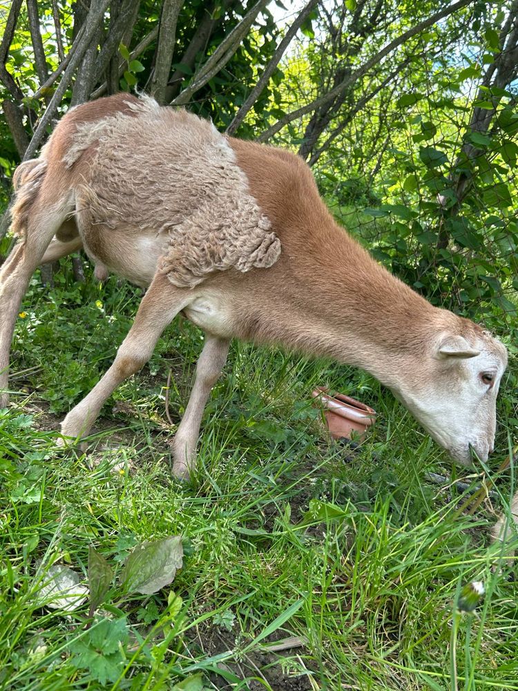 Owce kameruńskie