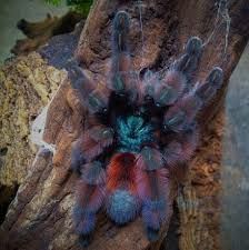 Паук Авикулярия версиколор L 3 Avicularia versicolor)