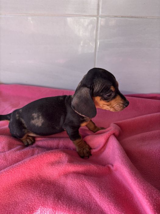 Teckel femea miniatura