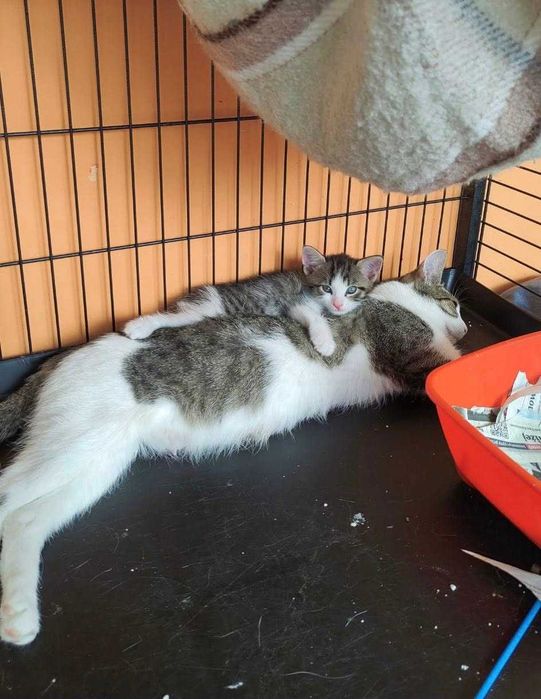 Mamisynuś Eufrat szuka domu