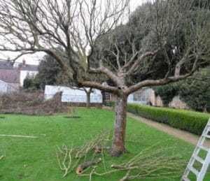 Профессиональная обрезка фруктовых(садовых) Омоложение деревьев