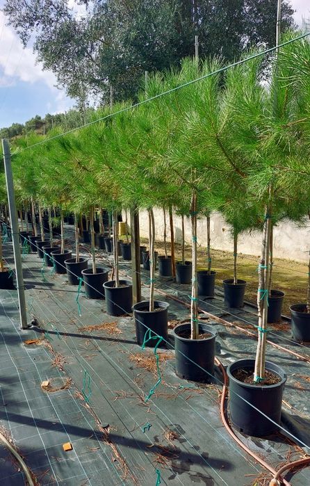 Lote 40 pinheiros mansos 1.70/1.90