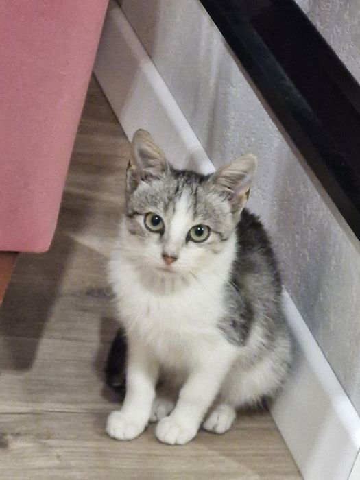 Oddam w dobre ręce kotka