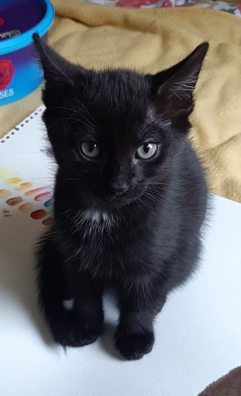 Ласковые котята Черный  Котенок черные котята Днепр