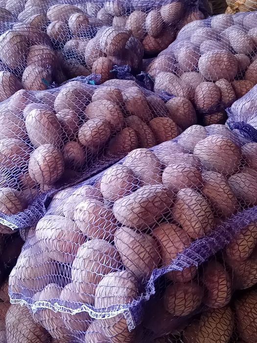 Ziemianki jadalne i paszowe, sadzeniaki