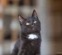 Онікс, чорний котик 1 год, кіт