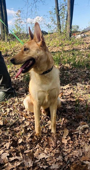 Прекрасній юний пес шукає дім!