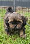 Shih-Tzu samczyk