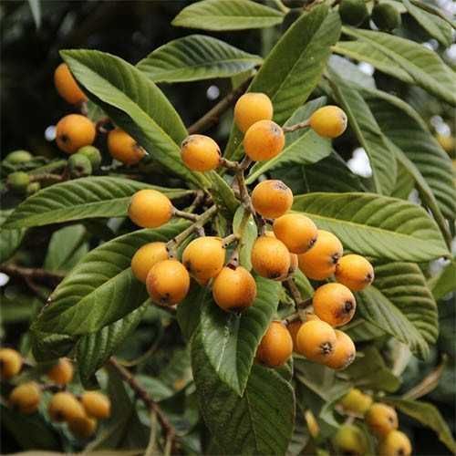 Саджанці мушмули (Роздріб, Опт, Дропшипінг) / Саженцы мушмулы