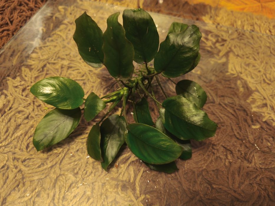 roślinki Anubias
