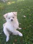 Szczeniak shih tzu