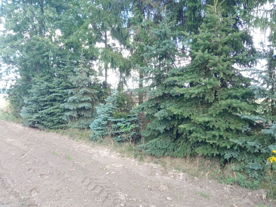 Świerk srebrny świerk pospolity zielony