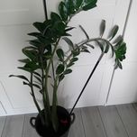 Zamiokulkas dracena