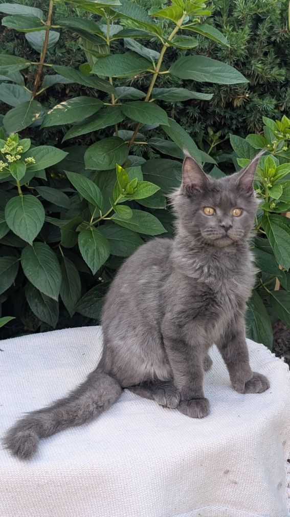 Simpson kocurek niebieski solid Maine Coon. Zapraszamy