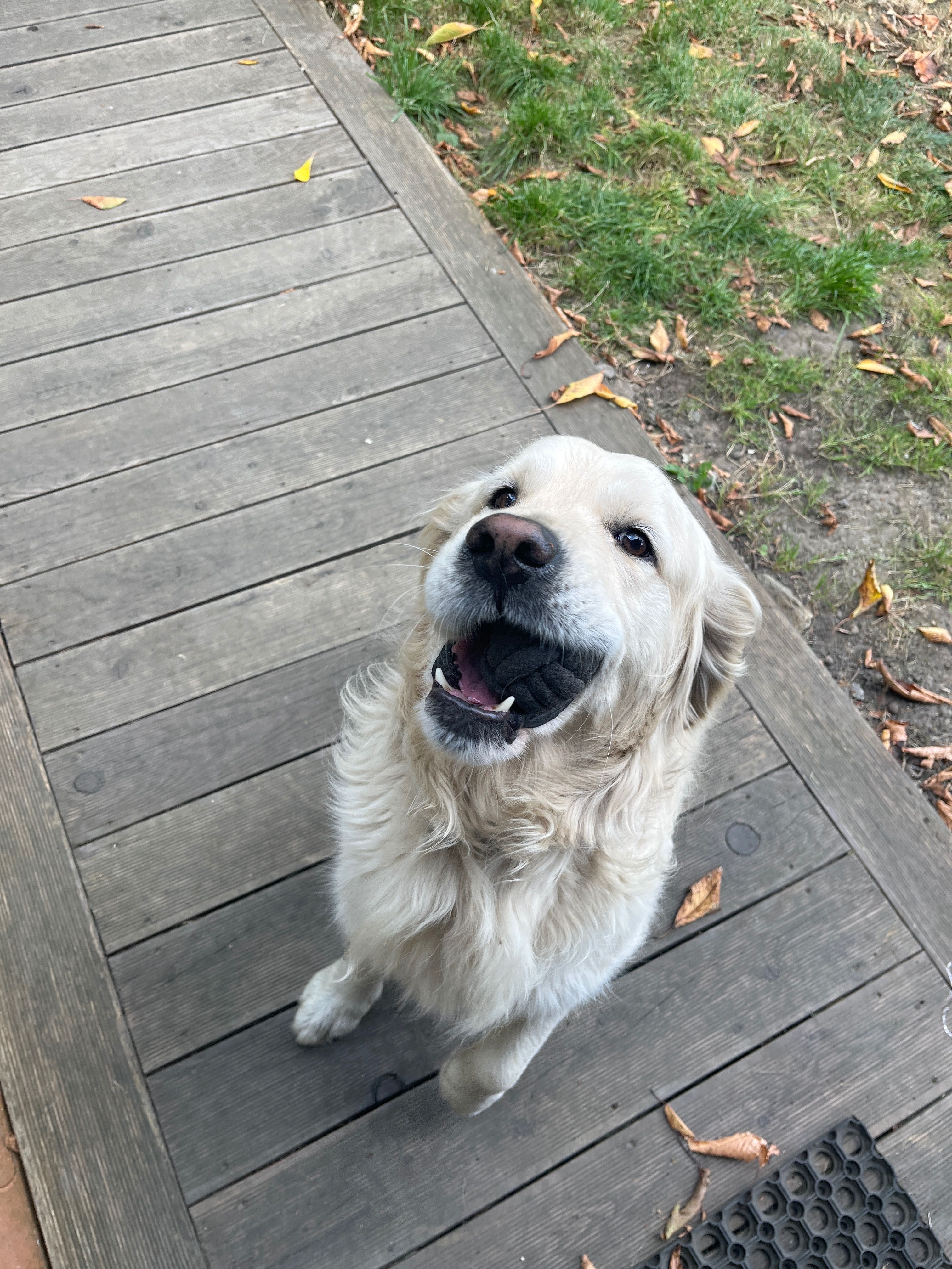 Majk - Golden do adopcji