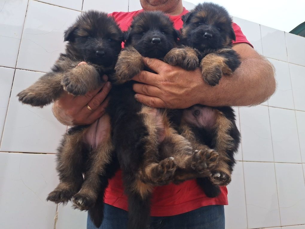 Cachorro pastor alemão