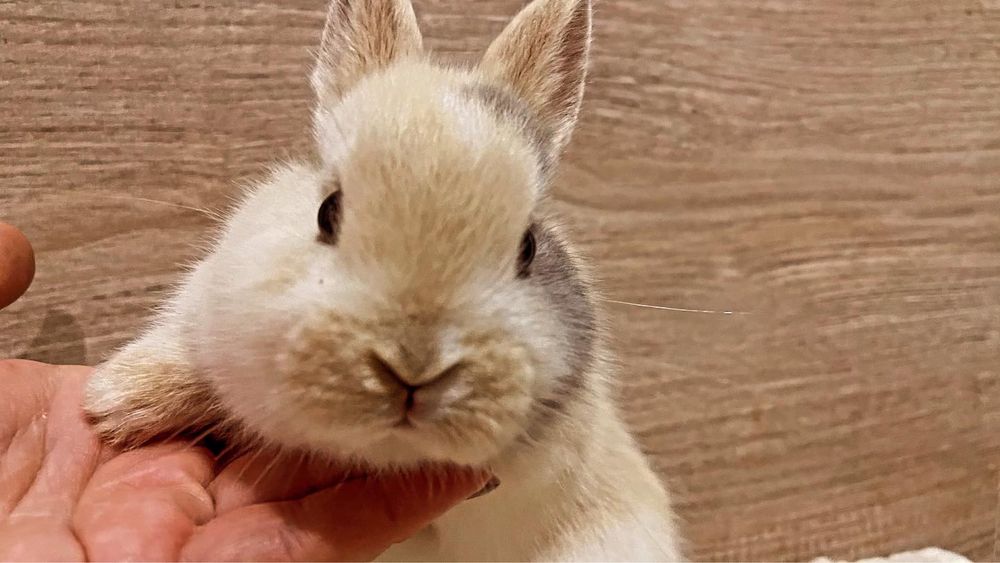 Кролик міні декоративний