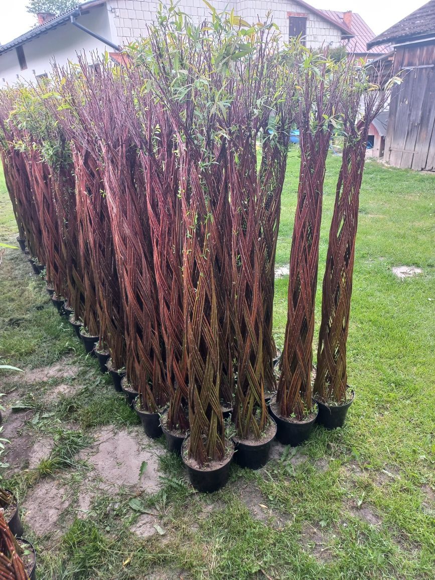 Wierzba pleciona, salix americana