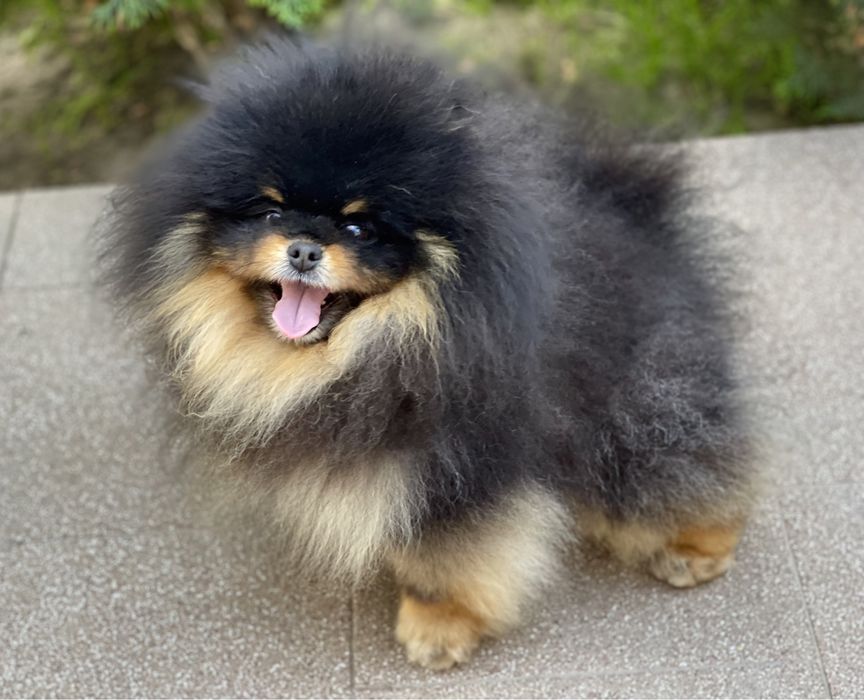 Кобели на вязку. Киев.