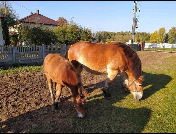 Klacz zimnokrwista z źrebakiem