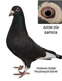 Gołębie pocztowe Fabry samica