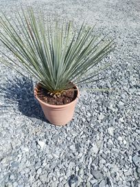 Juka Rostrata (Yucca rostrata)