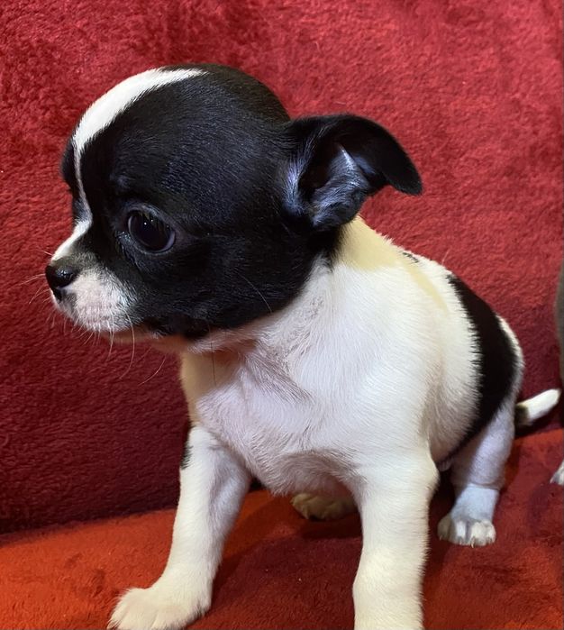 Цуценята чихуахуа