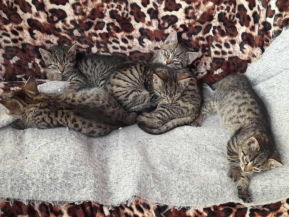 [zostały 4!!] siedem kotków szuka domu