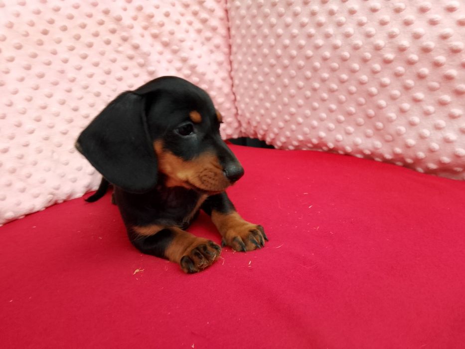 Jamnik szczeniak suczka