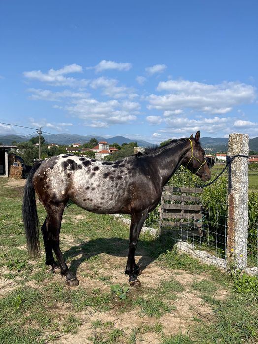 Égua Appaloosa 4 anos