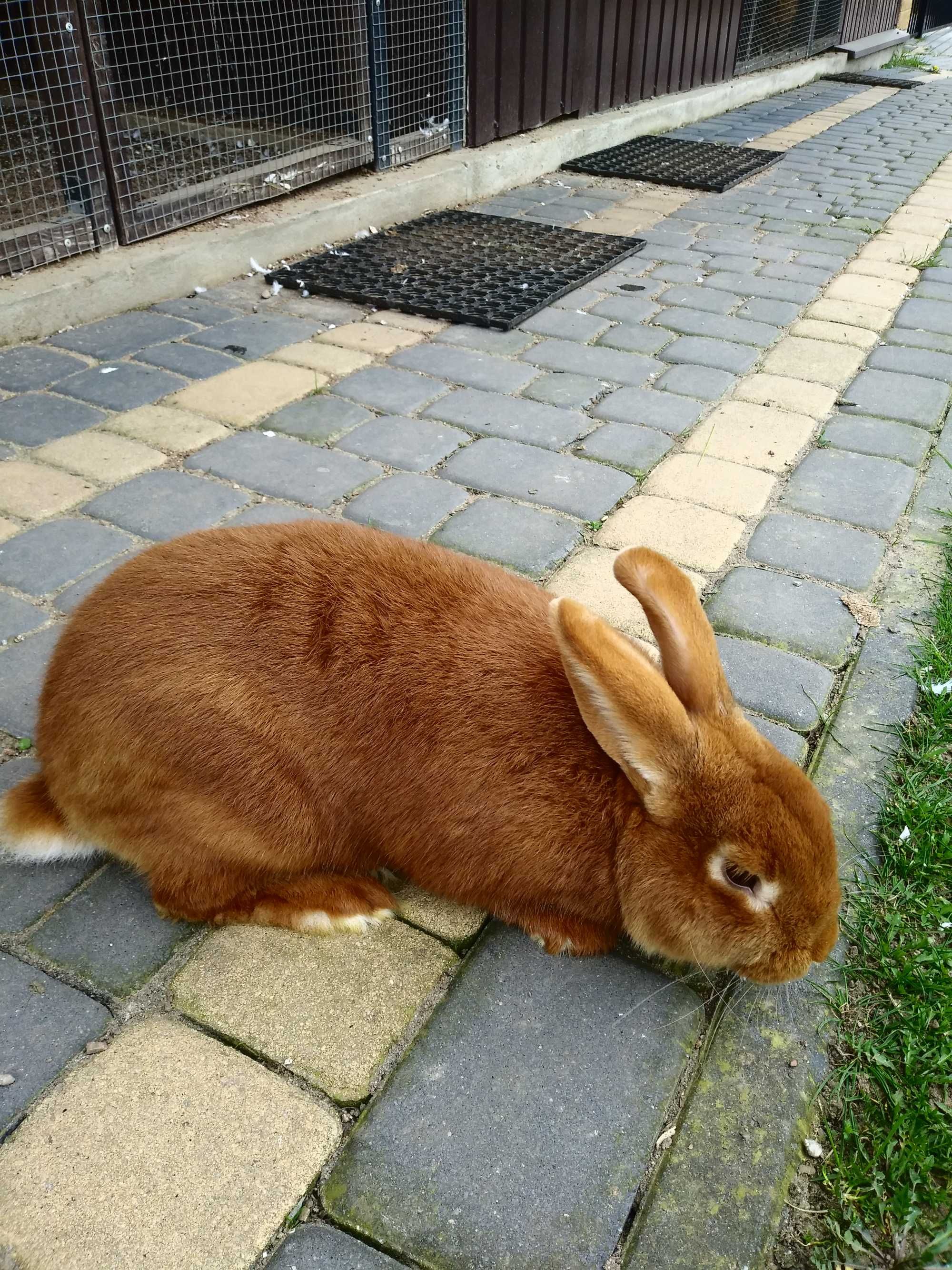 Króliki nowozelandzkie.