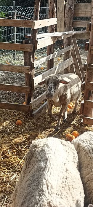 Vendo estas 2 ovelhas e este borrego