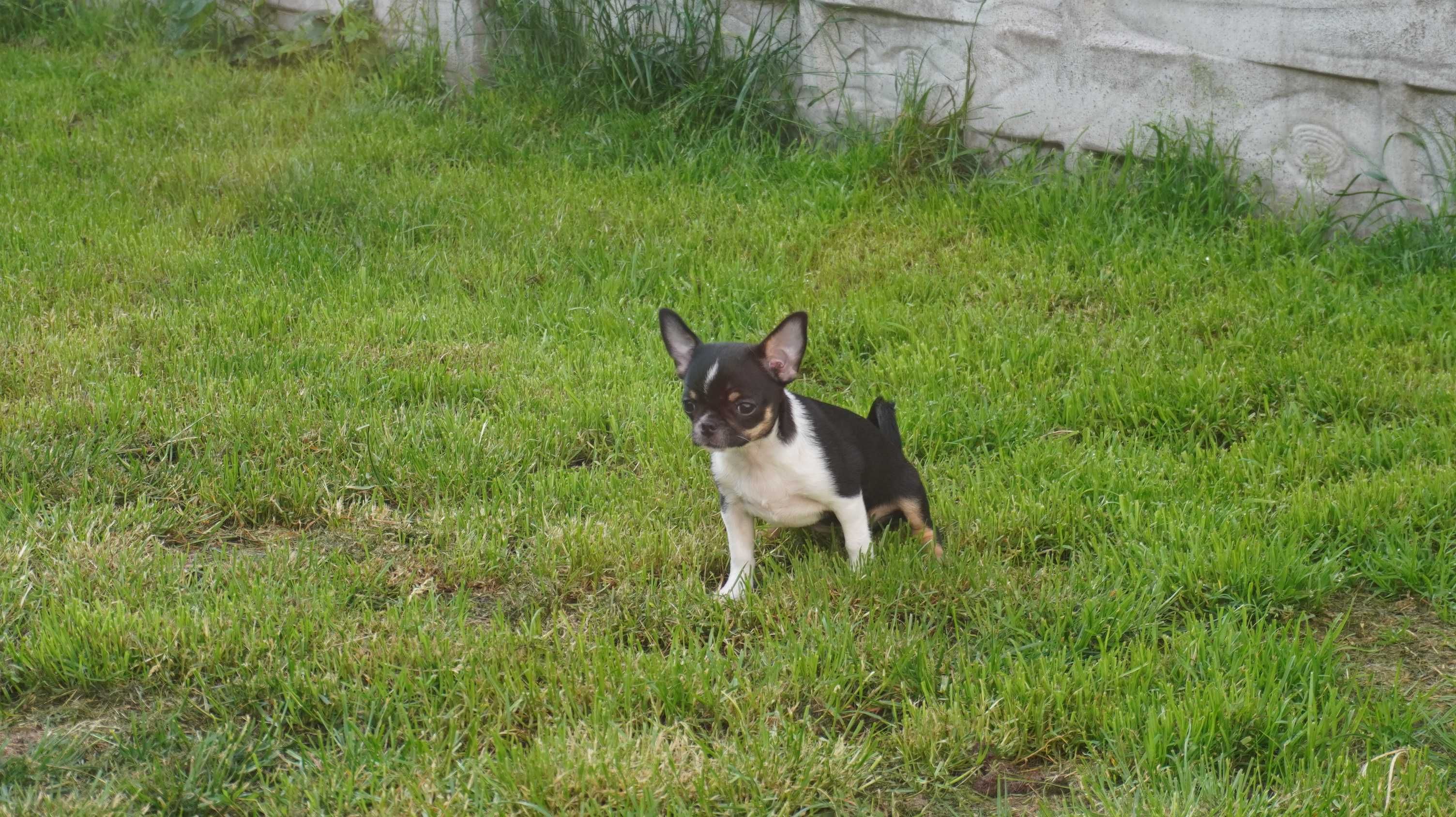 Piękna suczka krótkowłosa, Chihuahua, ZKwP/FCI