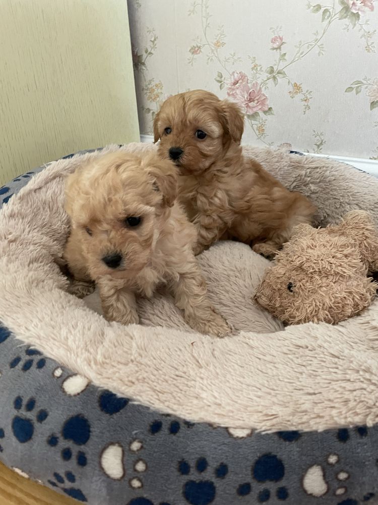 Maltipoo f1b piesek mix maltipoo & pudel toy red