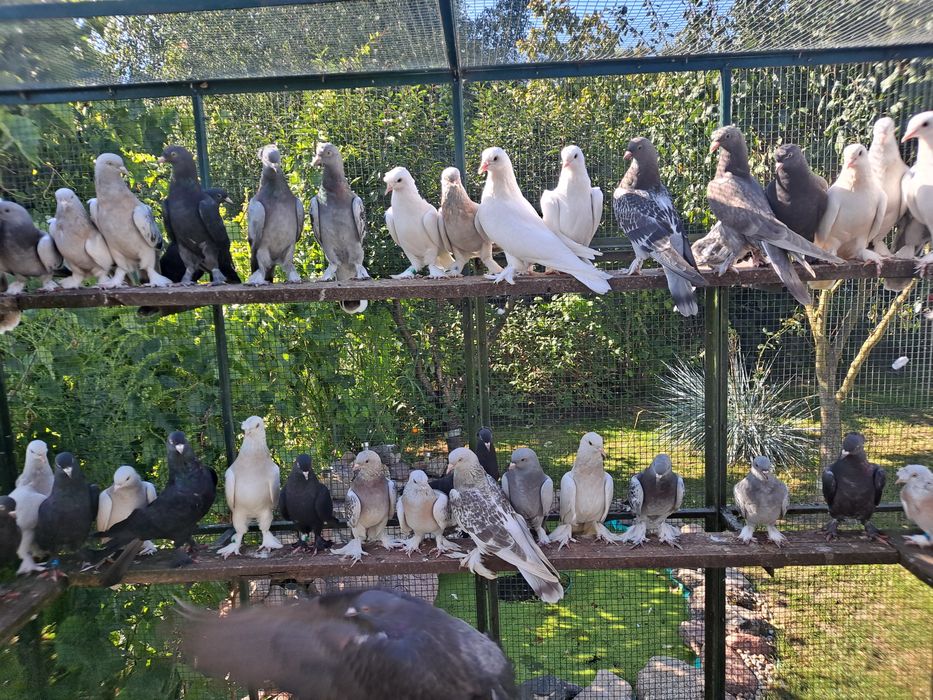 Takla Turecka gołąbki  akrobatyczne