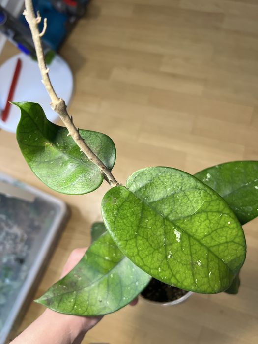 Hoja hoya Tam Dao cięta z pędowką