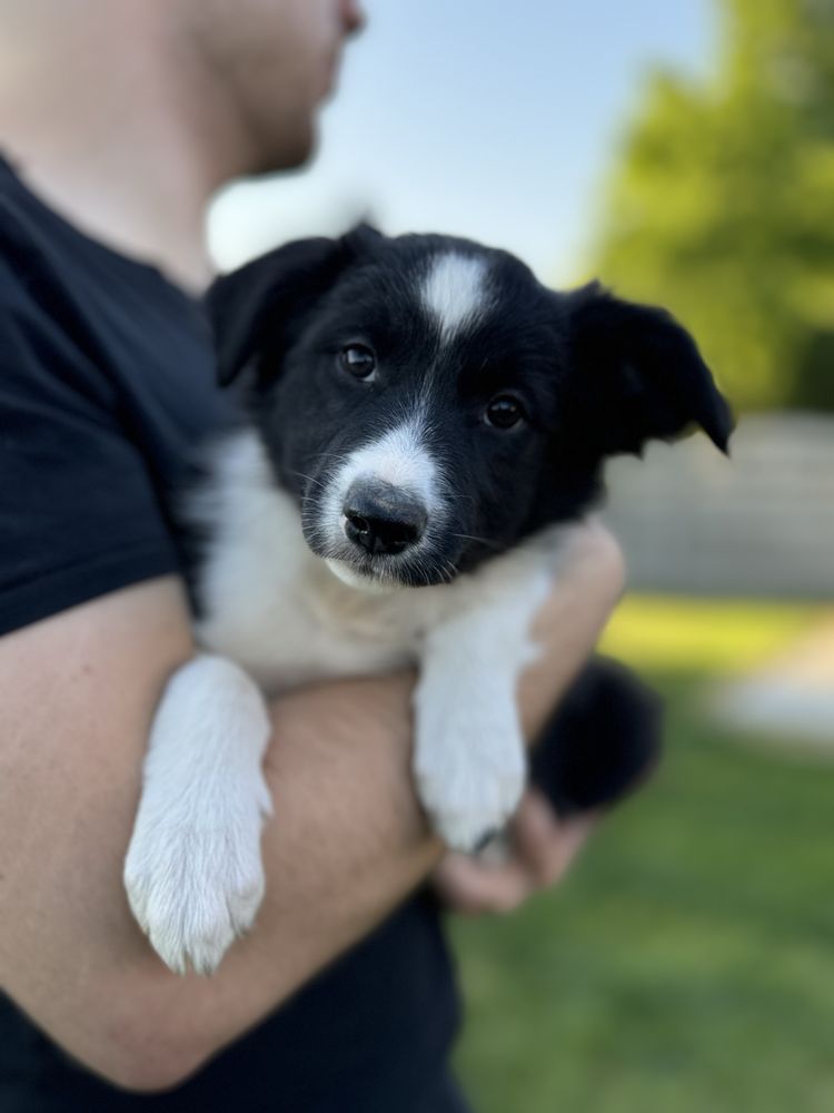 Suczka Border Collie czarno-biała z Rodowodem + bogata wyprawka