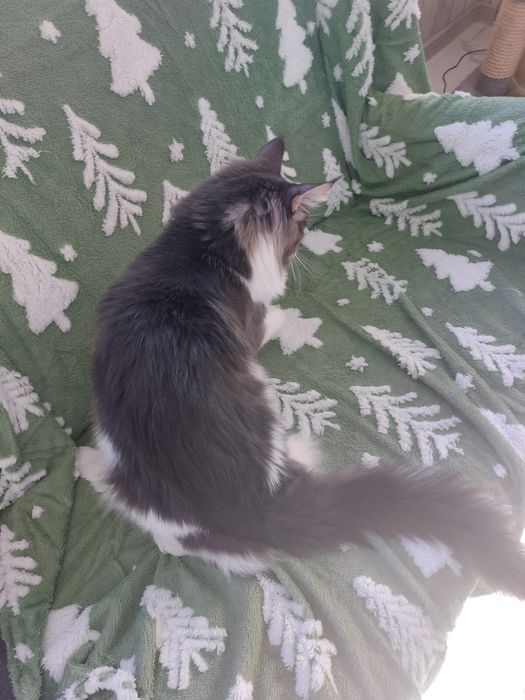 Kot Maine Coon rodowód FPL