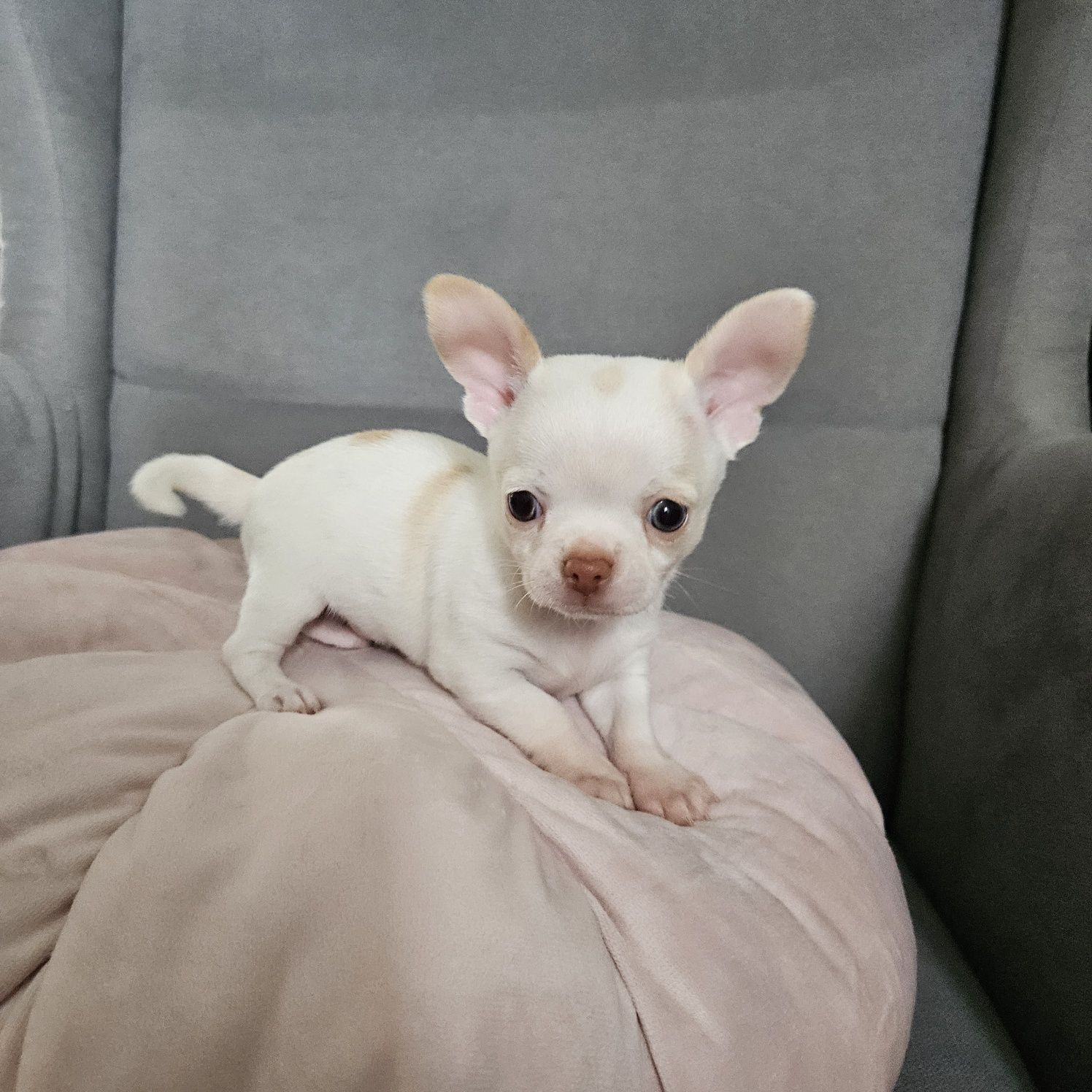 Chihuahua krótkowłosy piekny biały pies po rodzicach FCI
