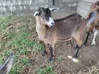 Cabrito com 4 meses