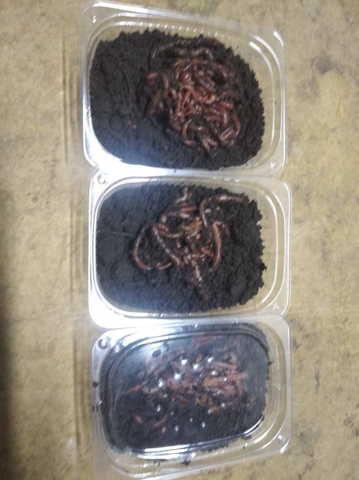 Дендробена старатіль опариш