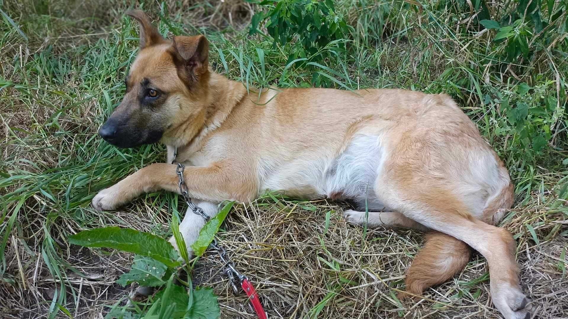 owczarek mix Żaluzja   szuka domu schronisko Zgierz-aktualne