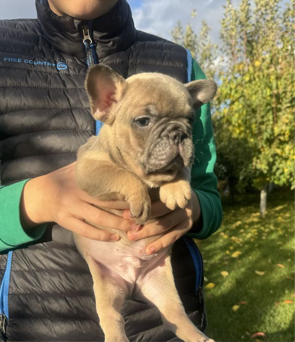 Чудові дівчатка і хлопчики в найкращі родини