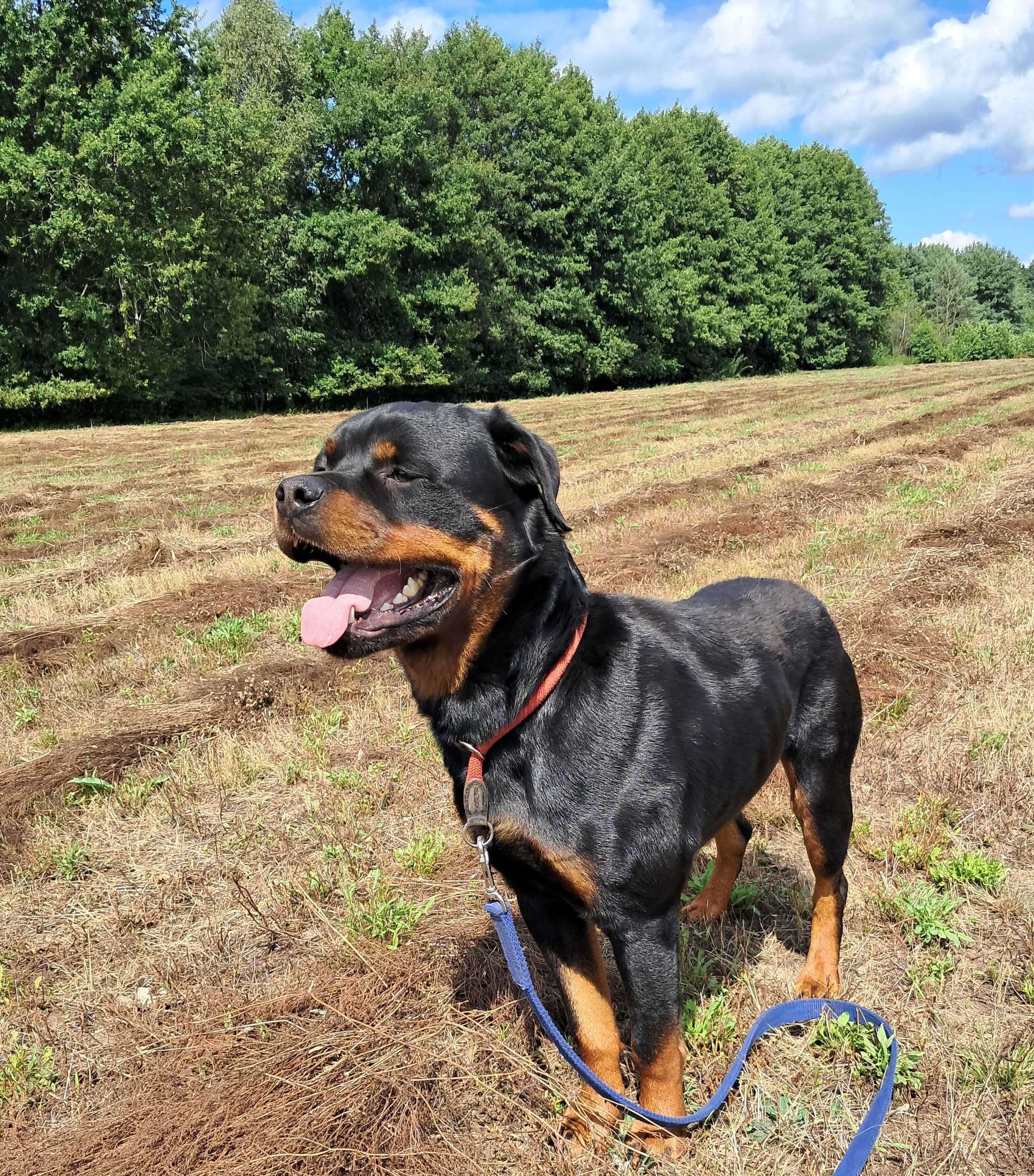 Cooper w typie rottweiler młodziak, typowy przedstawiciel swojej rasy