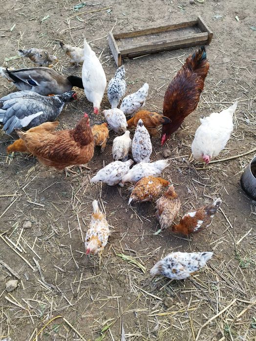 Małe kurki liliputki