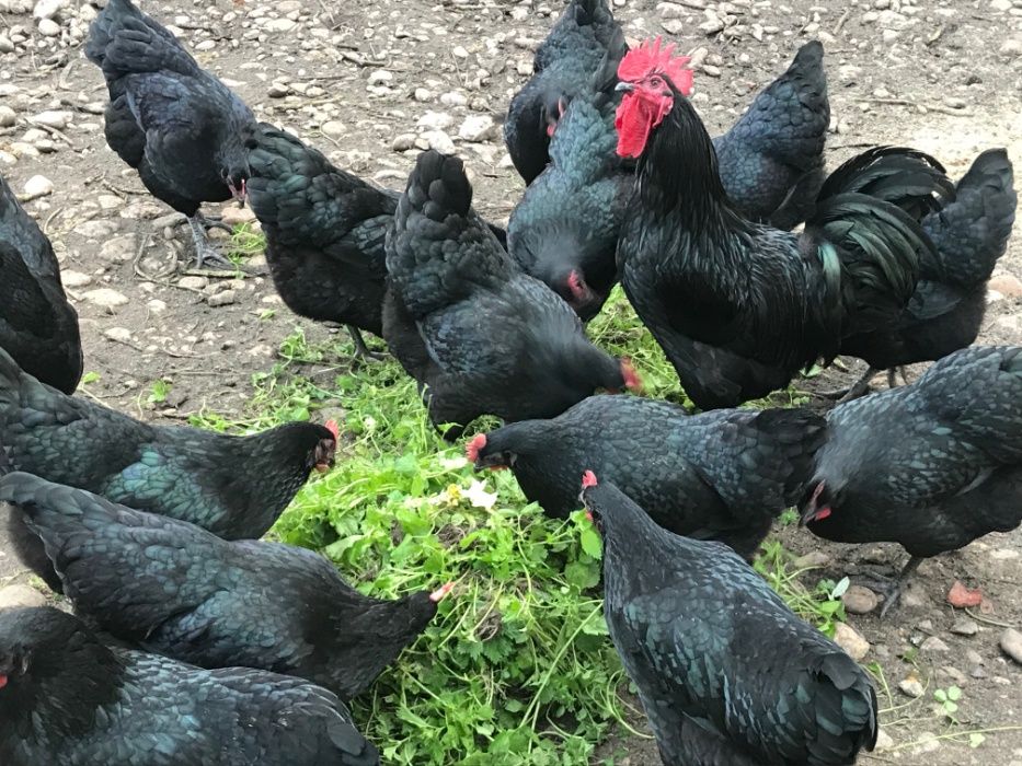 Pintos e galos Pedrês PT, Branca, Amarela e Preta, BIO cert. AMIBA