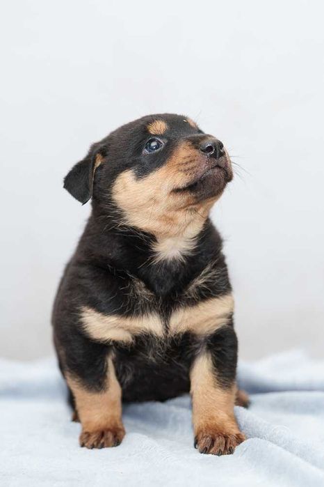 szczeniaki szukają domów -schronisko Zgierz -aktualne