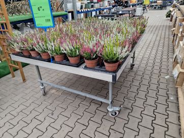 Stół zalewowy na rośliny kwiatki