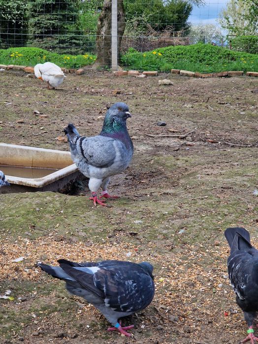 Gołębie, kingi, texanery